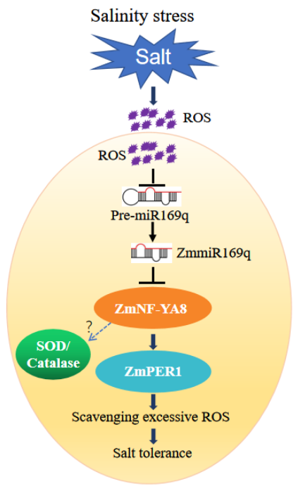 A proposed model of ZmmiR169q-mediated plant salt tolerance