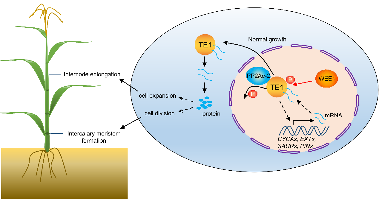 TE1调控节间分生组织维持和节间细胞伸长的分子机制